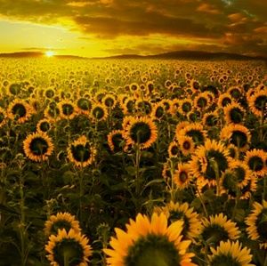 Meet your Posher, Aminate